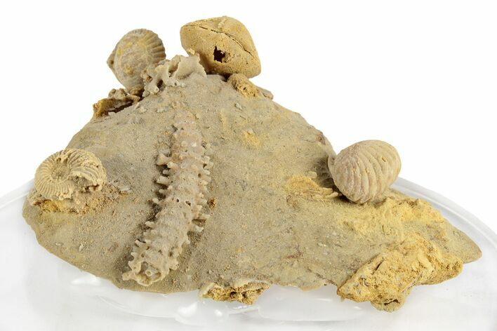 Miniature Fossil Cluster (Ammonites, Crinoid Stem) - France #248443
